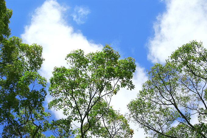 青空と緑の葉の樹木（背景 樹木の背景フリー画像）