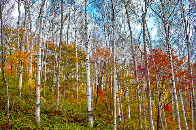 白樺の林に訪れる秋（樹木の背景フリー画像）