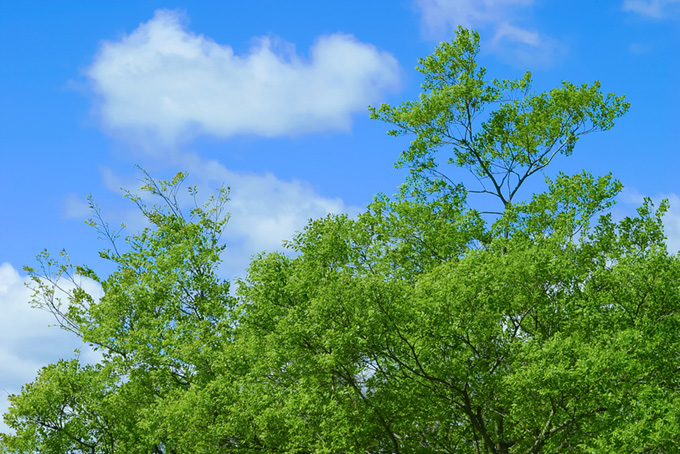 爽やかな風が吹く初夏の林（木 フリーの画像）