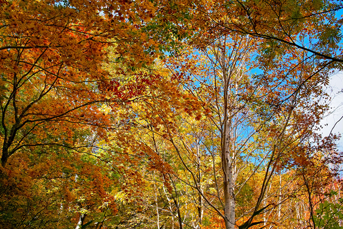 秋深い林の景色