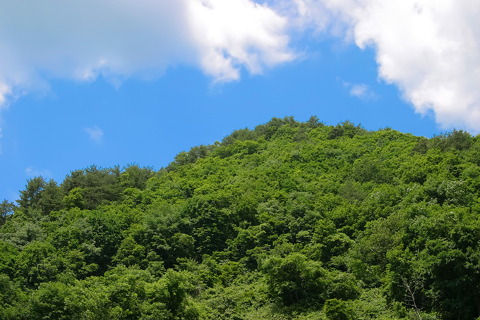 萌える緑の小山（木 フリーの画像）