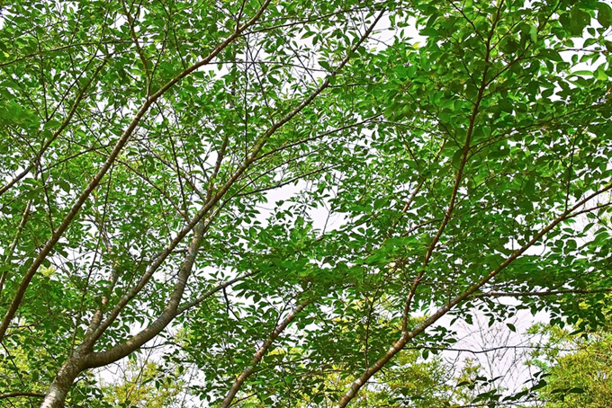 白い背景の木の枝（背景 画像 自然の背景フリー画像）