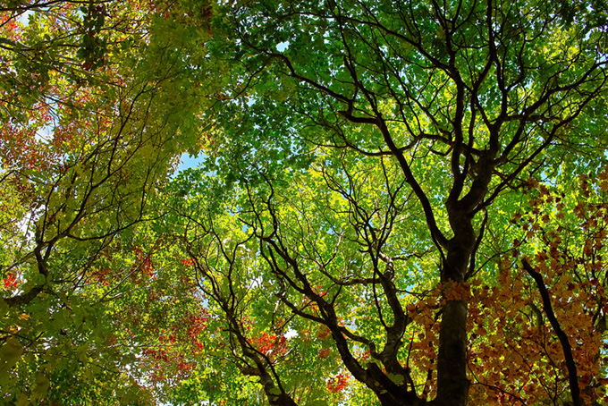 「木 素材」新緑が美しい木の写真、空と大きな樹木の背景、季節の色々な種類の木の画像など、高画質＆高解像度の画像・写真素材を無料でダウンロード