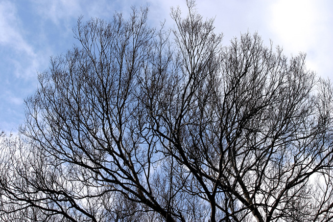 逆光のシルエットが美しい冬の樹