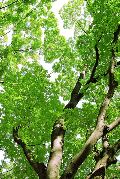 緑の葉を付ける樹木（背景 画像 森の背景フリー画像）