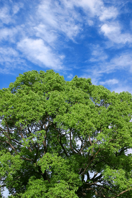 夏の青空と大きな木（背景 森 画像の背景フリー画像）