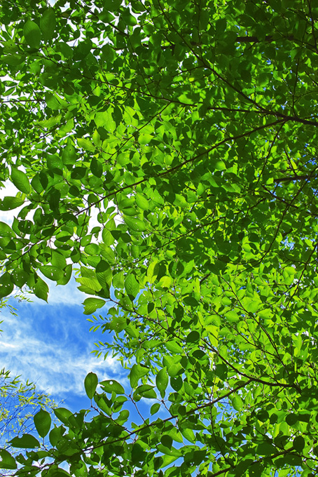 新緑の葉（森の背景フリー画像）