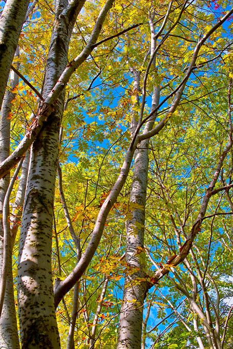 黄葉する森（森の背景フリー画像）
