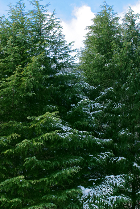 僅かに雪が残る杉（背景 画像 森の背景フリー画像）