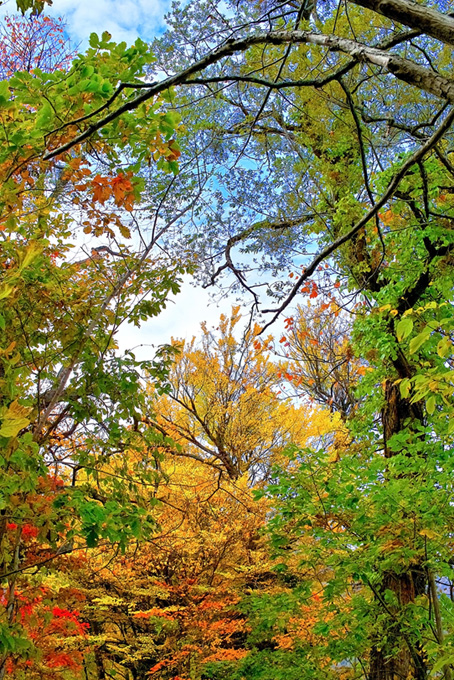 木々と葉（背景 森 画像の背景フリー画像）