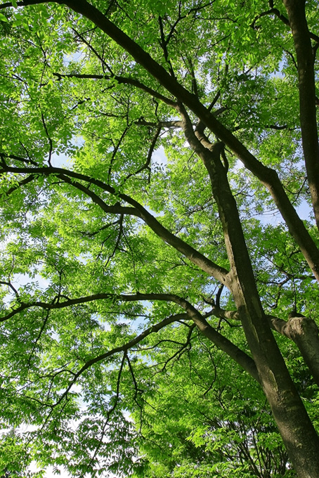 木々と葉（緑 自然の背景フリー画像）