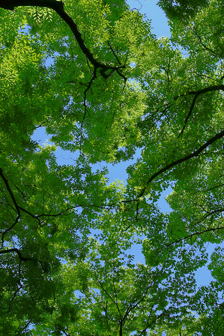 木々と葉（緑 自然の背景フリー画像）
