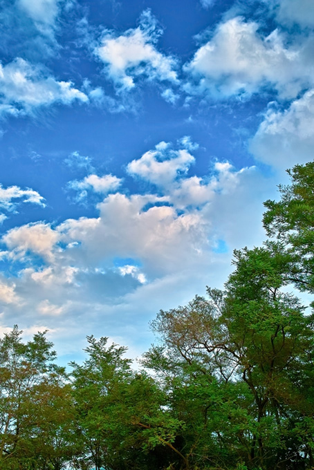 空と林と樹木（空 自然 待ち受けの背景フリー画像）