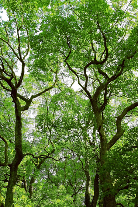林と樹木（背景 緑 自然の背景フリー画像）