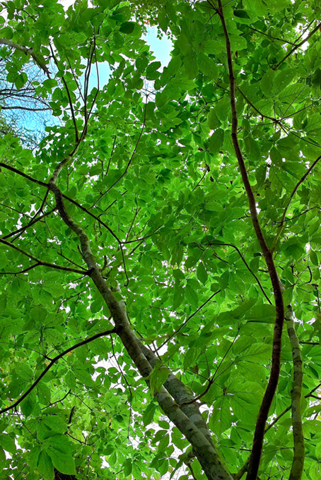 林と樹木（背景 緑 自然の背景フリー画像）