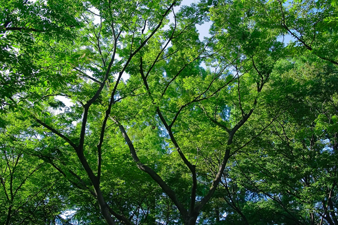 季節の木々（背景 画像 自然の背景フリー画像）