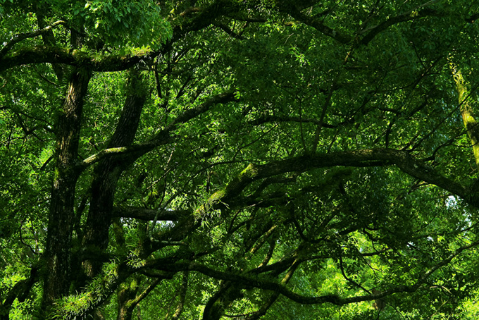 季節の木々（背景 自然 画像の背景フリー画像）