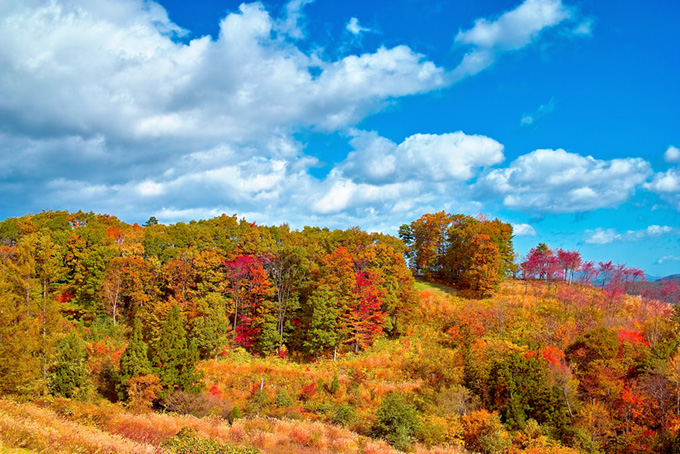 季節の木々（紅葉 風景の背景フリー画像）