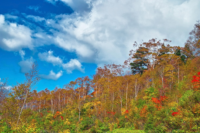 山の木々（紅葉 景色の背景フリー画像）