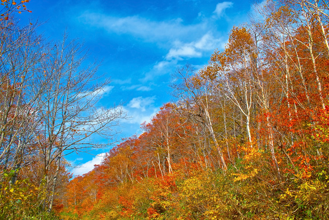 山の木々（紅葉 風景の背景フリー画像）