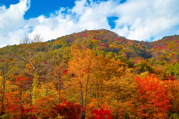 山の木々（紅葉 景色の背景フリー画像）