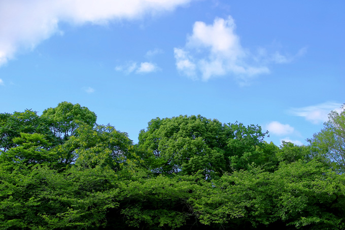 緑と紅葉の木々