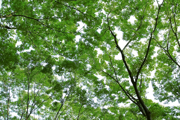 緑と紅葉の木々（背景 自然の背景フリー画像）