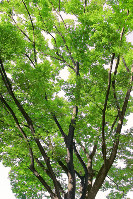 緑と紅葉の木々（背景 緑 自然の背景フリー画像）