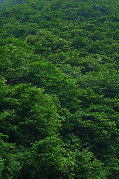 緑と紅葉の木々（背景 緑 自然の背景フリー画像）
