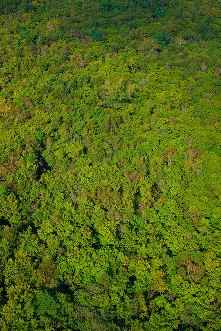 山と森の樹木（背景 緑 自然の背景フリー画像）